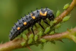 cocciniglie nella lotta agli afidi