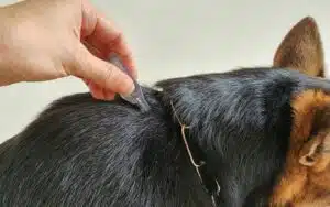 foto di un cane con le pulci
