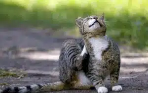 pulci del gatto
