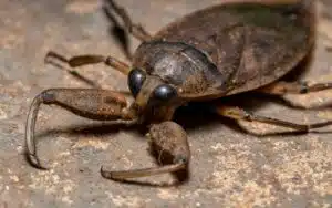 cimice d'acqua gigante