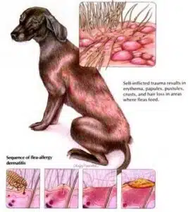 dermatite da pulci cane