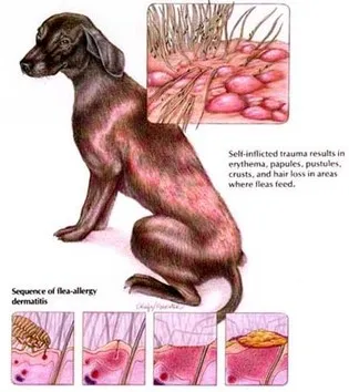 dermatite da pulci cane