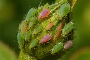 immagine di afidi verdi
