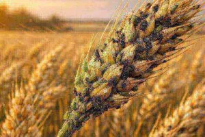 immagine header afide del frumento