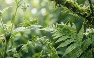 foto generica di insetti verdi