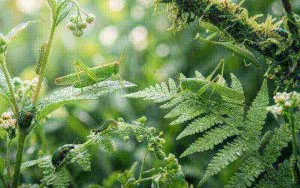 foto generica di insetti verdi