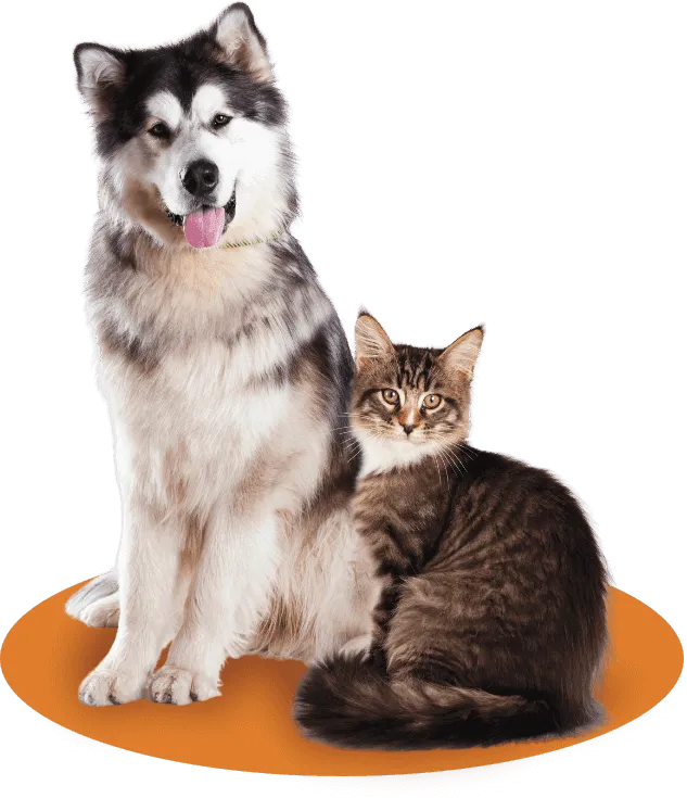 Pulci del cane