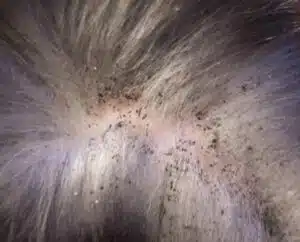 foto di un cane con le uova di pulci
