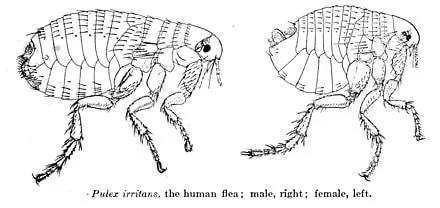 Pulex irritans foto